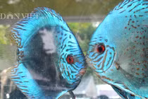 Chiêm ngưỡng nấm rừng khủng, cá dứa đặc sản ở chợ phiên nông sản