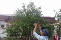 Hồng cổ “bạch ngọc tỉ” giá 50 triệu đồng đã vào tay đại gia