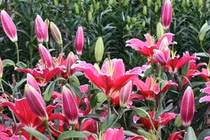 Hoa ly giá rẻ như cho 2.000 đồng/cành, dân mạng kêu gọi "giải cứu"