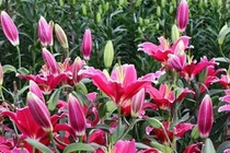 Hoa ly giá rẻ như cho 2.000 đồng/cành, dân mạng kêu gọi "giải cứu"