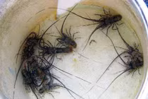 "Săn" tôm hùm nhí, chỉ buổi sáng đã có ngay 7 triệu