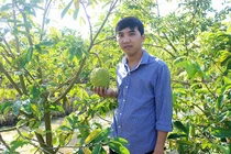 "Đút túi" 2 triệu/ngày từ mãng cầu xiêm trồng trên đất lúa