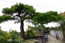 Cận cảnh cây vạn tùng 200 tuổi giá 2 tỷ ở Côn Sơn