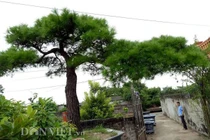 Cận cảnh cây vạn tùng 200 tuổi giá 2 tỷ ở Côn Sơn