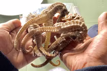 Ham iPhone giá rẻ, hàng trăm người nguy cơ mất trắng 200 tỷ