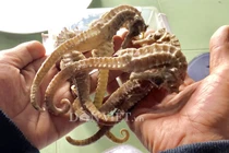 Ham iPhone giá rẻ, hàng trăm người nguy cơ mất trắng 200 tỷ