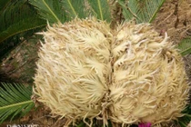 Tận mục vườn có hơn 20 cây vạn tuế cùng lúc trổ hoa