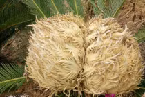 Tận mục vườn có hơn 20 cây vạn tuế cùng lúc trổ hoa