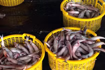 Sau Tết, cá khoai lên giá 105.000 đ/kg, ngư dân lãi 10 triệu/ngày