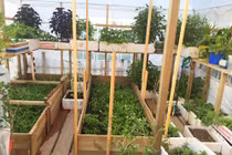 Mẹ Việt ở Đức san rừng trồng đủ loại rau Việt