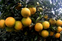 Chiêm ngưỡng đồi cam Chanh vàng rực trĩu quả vào mùa thu hoạch