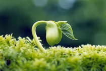 Trẻ em được học gì tại Trung tâm nghệ thuật Lúa Non?