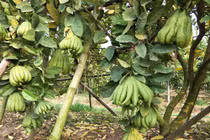 Chăm cây dại, dân Thủ đô bất ngờ kiếm cả tỷ