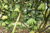 Chăm cây dại, dân Thủ đô bất ngờ kiếm cả tỷ