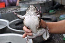 Điểm danh cá, ếch TQ bán tràn chợ, bà nội trợ nên cảnh giác