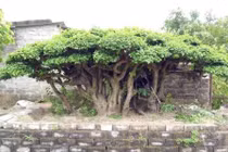 “Cụ” duối gần 300 tuổi giá 1,2 tỷ có gì đặc biệt?