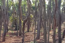 Có một "nghĩa địa" tiêu ở Gia Lai