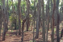 Có một "nghĩa địa" tiêu ở Gia Lai