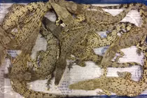 Kinh hoàng phát hiện 50 con cá sấu tại sân bay