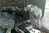 Nam thanh niên "hồi sinh" chú chó bị bỏ rơi khiến nhiều người thán phục