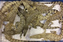 Kinh hoàng phát hiện 50 con cá sấu tại sân bay