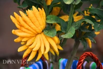 Phật thủ bonsai dáng cực lạ giá hơn chục triệu