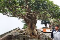 Bằng lăng cổ thụ hình nấm siêu độc của đại gia Phú Thọ