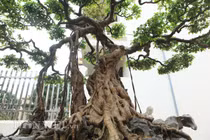 Sanh cổ "nỏ thần" vua Bảo Đại từng chơi giá chục tỷ ở Phú Thọ