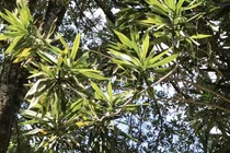 Kinh ngạc cây sâm "nhớ vợ" cao hơn nóc nhà sàn