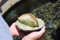 15 triệu/kg, loài hải sản này có gì hấp dẫn nhà giàu Việt?