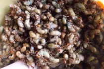 Nhộng ve sầu giá tiền triệu/kg cháy hàng mùa World Cup