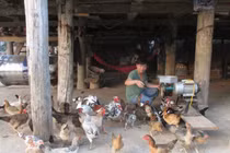 Gà, lợn giun quế: Hàng hiếm một thời tràn ra thị trường giá rẻ