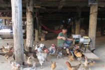 Gà, lợn giun quế: Hàng hiếm một thời tràn ra thị trường giá rẻ