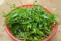 Những loại rau đắt hơn thịt được nhiều người tìm mua