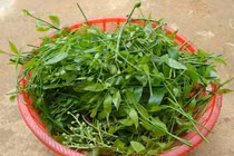 Những loại rau đắt hơn thịt được nhiều người tìm mua