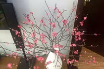 Chưa Tết, hoa đào đã cháy hàng