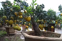 Đã mắt ngắm bưởi cảnh mini trĩu trịt quả "đổ bộ" Hà Nội