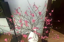 Chưa Tết, hoa đào đã cháy hàng