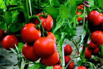 Cách trồng cà chua "thái miếng", được cả vườn cà chua sai trĩu