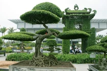 Loạt cây cảnh giá tiền tỷ tại Việt Nam