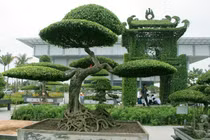 Loạt cây cảnh giá tiền tỷ tại Việt Nam