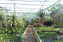 U60 đút túi tiền tỷ/năm nhờ vườn lan rừng độc, dị