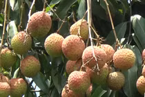 Giá vải chín sớm 16.000 đồng/kg, quả “cháy” trên cây vì ế ẩm