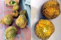 Xếp hàng mua 17 tấn sầu riêng ế: Tranh cãi lòng tốt bị lợi dụng