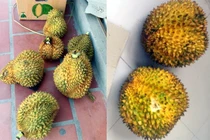 Xếp hàng mua 17 tấn sầu riêng ế: Tranh cãi lòng tốt bị lợi dụng