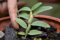 Tận mục lan "Gái Nhảy", thân như cẳng gà mà đắt hơn nhân sâm