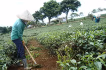 Phát hiện hãi hùng: Hơn 2.000 tấn chè Lâm Đồng ngấm độc 