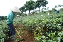 Phát hiện hãi hùng: Hơn 2.000 tấn chè Lâm Đồng ngấm độc 