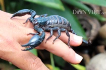 Hãi hùng nhìn bọ cạp bị thuần dưỡng, "đẻ" ra tiền