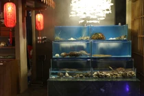 Hải sản Nhật đang bơi: Sáng ở Tokyo, chiều lên bàn nhậu Hà Nội